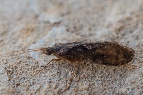Réf. 217 898 : Rhyacophila sp.